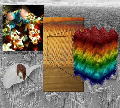 The outer layer of a mantis shrimp’s claw has a unique herringbone strutter. Image: University of California, Riverside